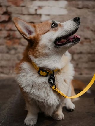 Ztratí se. Někdo ho najde. A ví, komu patří. Chytrá psí známka MŮJDOG. zobrazí nálezci váš kontakt a důležité info o...