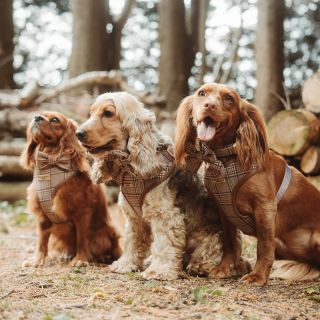 Tartan je zpět – v hnědé barvě! 🤎 Tyto kárované postroje Pup Plaid nejen že vypadají skvěle, ale krásně ladí s podzimní...
